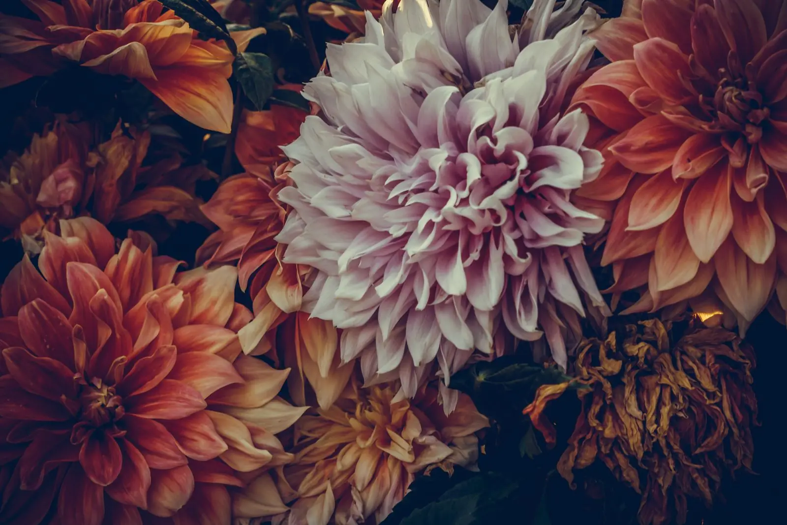 Coral, peach and cream dahlias in full bloom