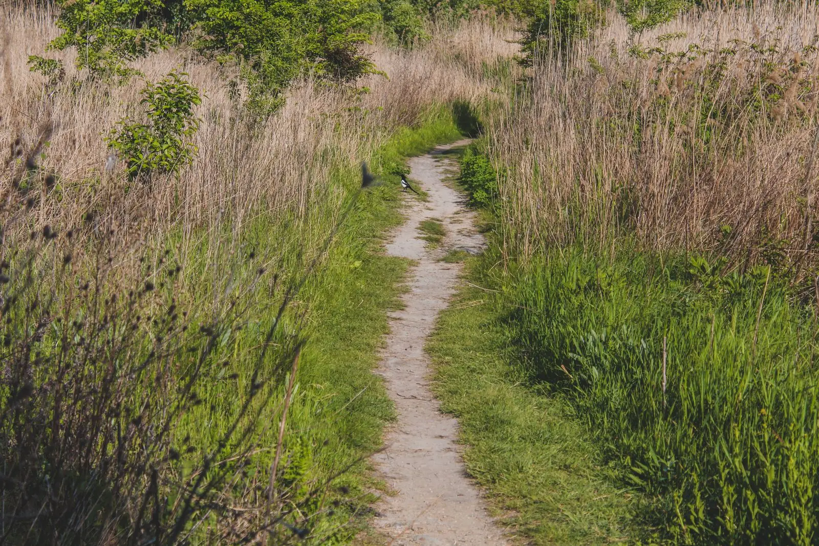 Mown path running through long meadow grasses